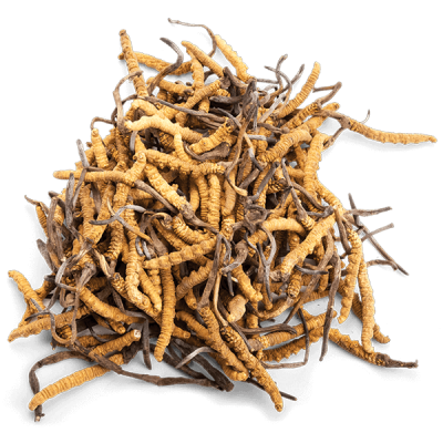 cordyceps 2-1